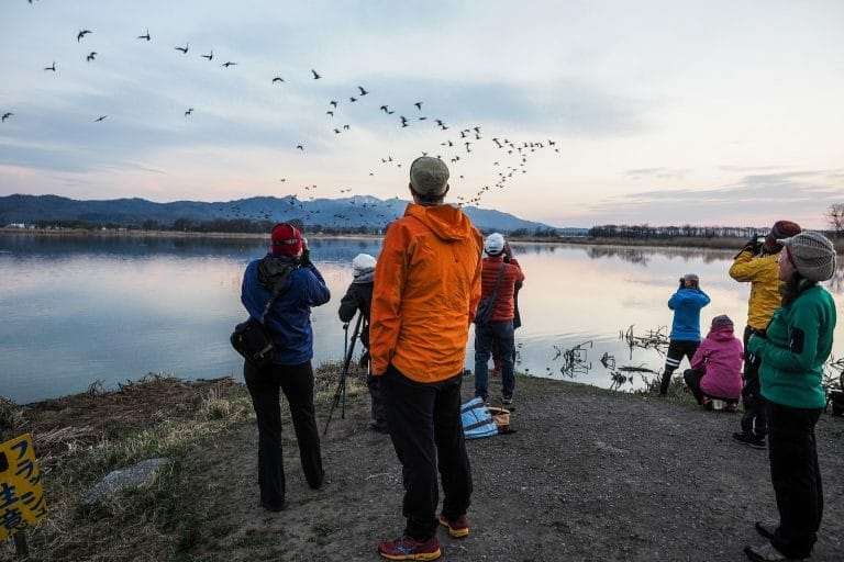 Migratory geese birdwatching cycle tour in Miyajima Pond, Hokkaido