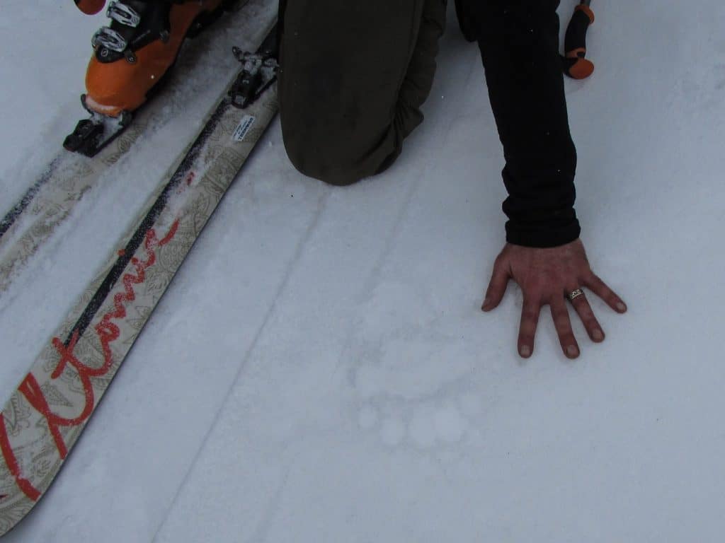 Bear prints tracks in the snow near Nishibetsu Hut in Eastern Hokkaido, Japan