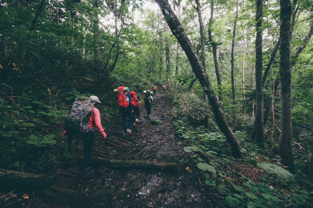 Forests and sasa on the Mt. Soranuma hiking trail (Hokkaido, Japan)