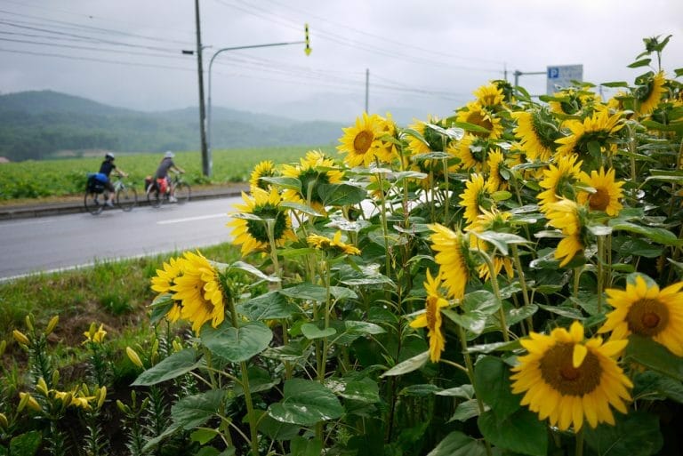 Cycling past sunflowers near Lake Toya, Hokkaido, Japan_6037709812_l