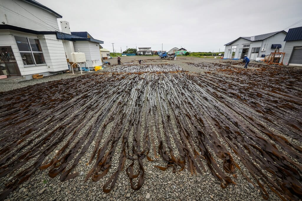 Drying kelp at Cape Nosappu, Hokkaido, Japan_14899826459_l