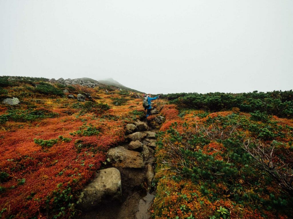 Hiking-between-Mt-Furano-and-Mt-Kamifurano-in-late-September_43073523670_o