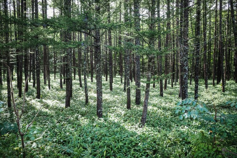 Sleaepy forest near Lake Toro, Hokkaido, Japan_15154912802_l