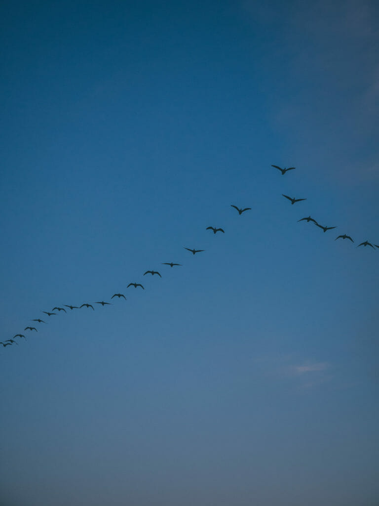 Birdwatching (geese) at Miyajima Pond (Tsukigata, Hokkaido, Japa
