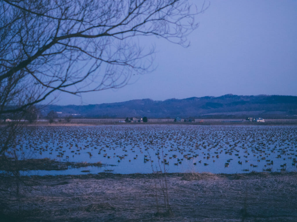 Birdwatching (geese) at Miyajima Pond (Tsukigata, Hokkaido, Japa