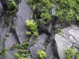 Shiretoko Circumnavigation Day 5 – Tako-iwa to Mamushi-hama 